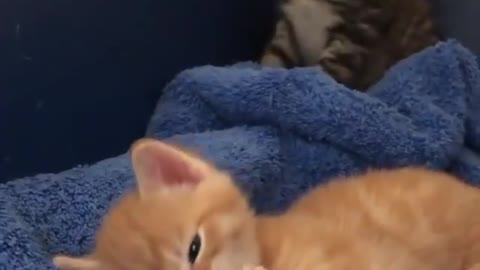 My cat is really cute