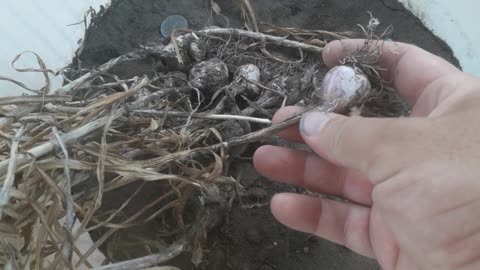 Garlic harvested