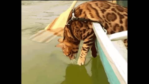 Gif video of cat taking a boat