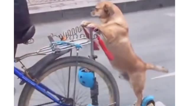 Funny dog taking a ride down county