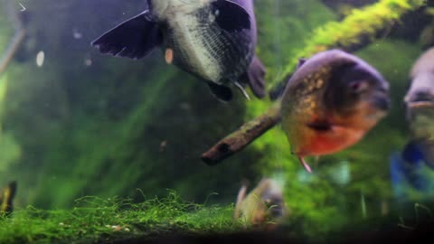 Fish and moss in a fish tank