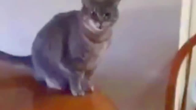 01_ compilation of cute and funny #Shorts cat videos