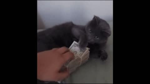 Gif video of cat with money