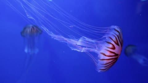 Jellyfish