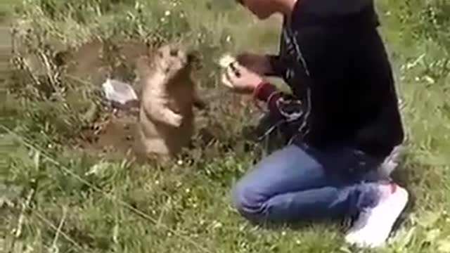 gopher eating from human hands