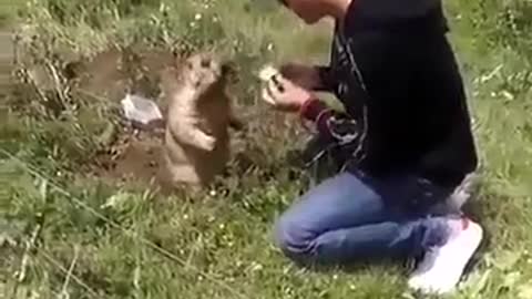 gopher eating from human hands