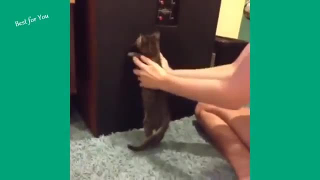 class 1- Challenge try not to laugh funny cats