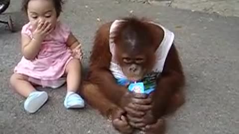 Monkey drinking milk