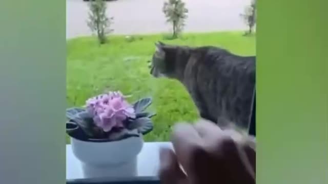 Cute cat