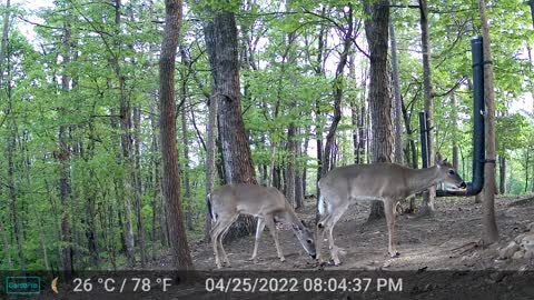 The Woods - 04/26/2022