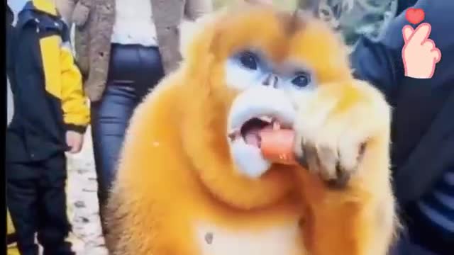 beautiful golden monkey