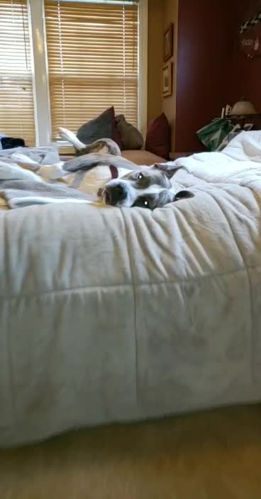 Staffy lounging on the bed