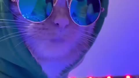 Cat tiktok