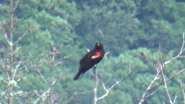 Red winged blackbird