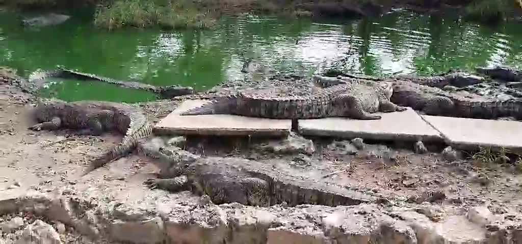 fearless russian feeds crocodiles