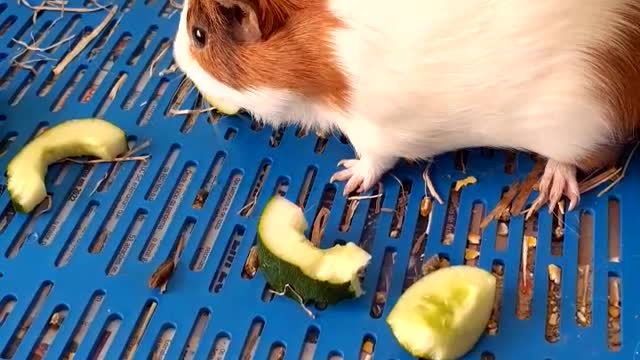 Walter na hora do lanche