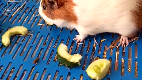 Walter na hora do lanche