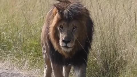 Wildlife's & Fun's