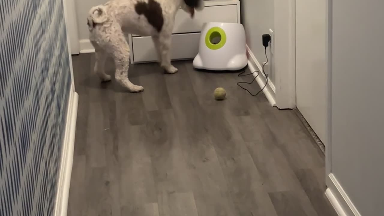 Angry Dog Demands Working Ball Machine