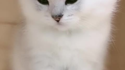 This CUTEST Cat Will Melt Your Heart !
