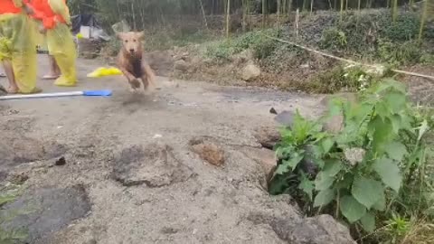 A smart dog is a faithful friend of mankind