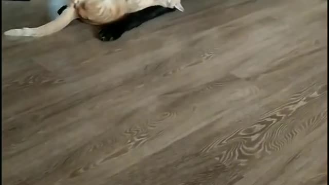 The cat and dog are playing)