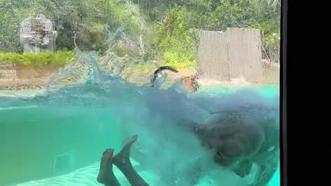 Swiming with animals