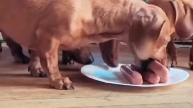 Also obedient