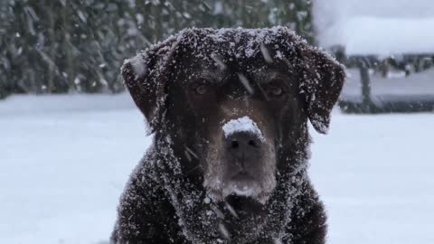 Labrador Standing In the Snow