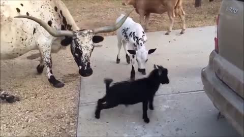 Cows Go Moo Baby Edition