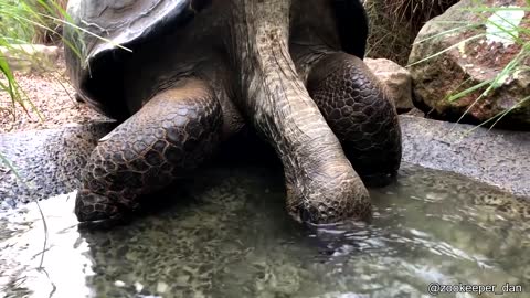 An Extremely Thirsty Tortoise