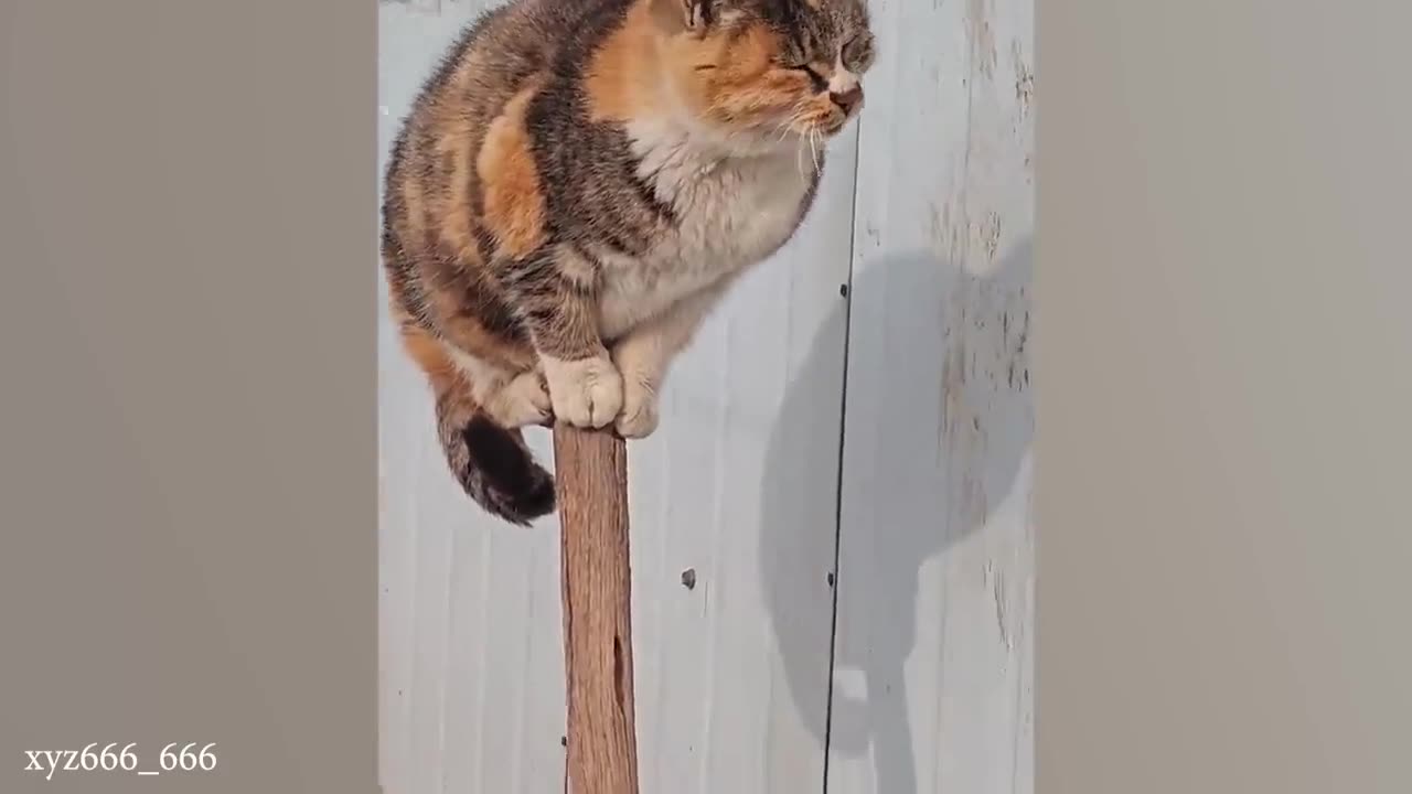 funny cat videos memes