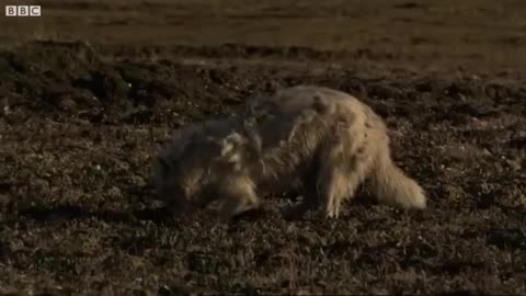 Predators Feast on Lemmings | White Falcon, White Wolf (Part 3) | BBC Earth