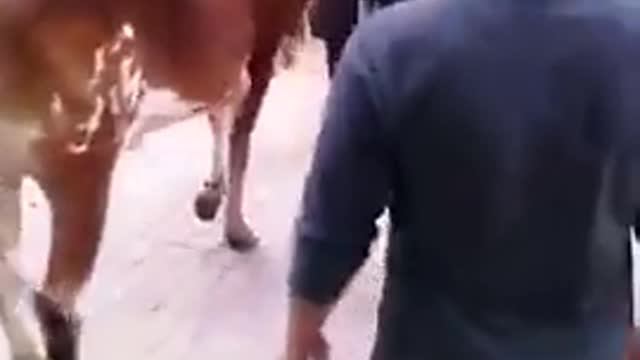 Funny Cow