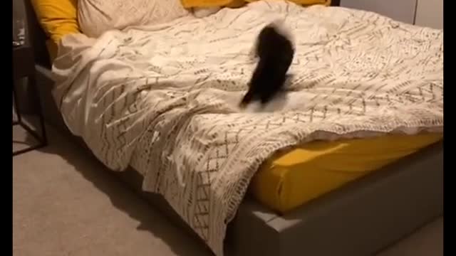 Rabbit goes crazy while playing around