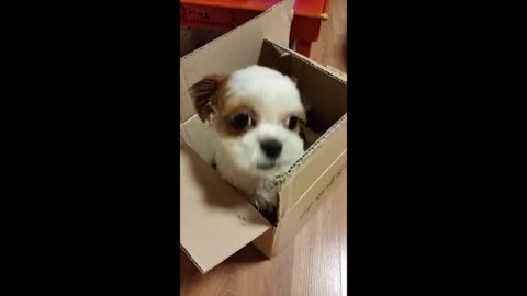 a cute puppy who likes boxes like cats