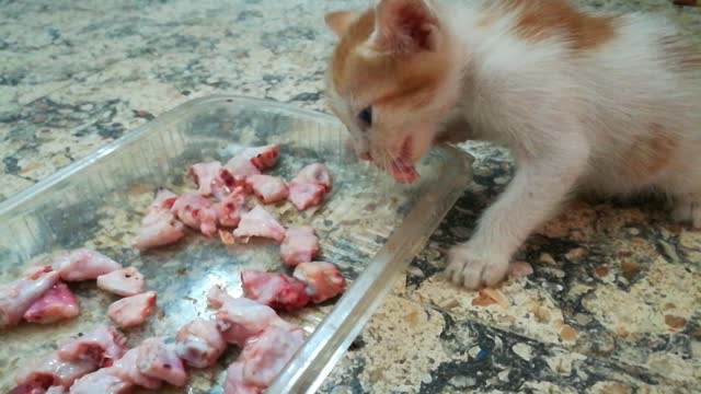 Jackie Kitten Tasty Fresh Chicken Wings