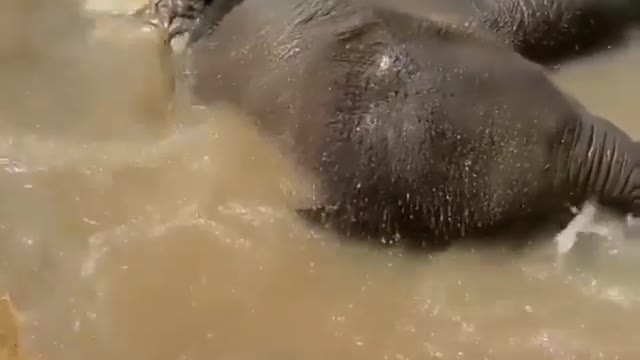 Adorable Baby Elephant Playing In Water