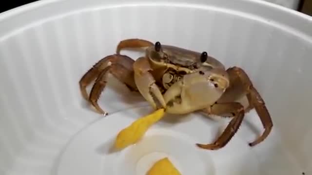 My pet crab eating chips