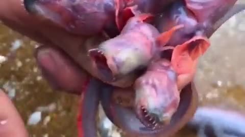 What the heck is this?