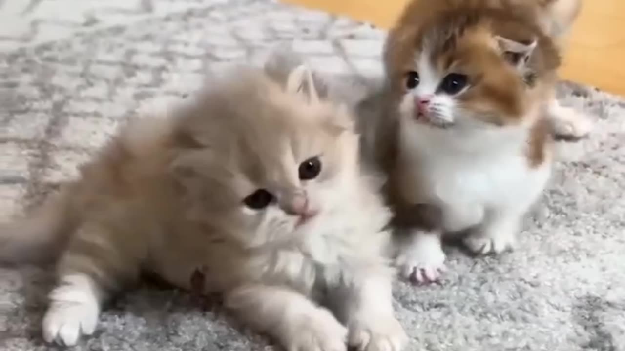 Cute kitten