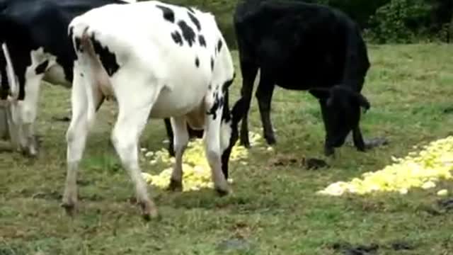 Do cows detox? Watch!