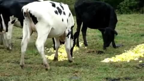 Do cows detox? Watch!