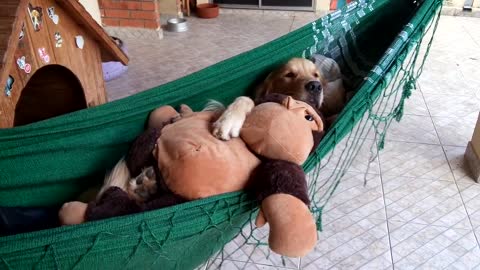 Golden Retriever cuddles toy on hammock