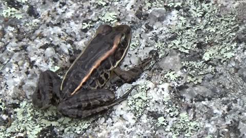 Frog