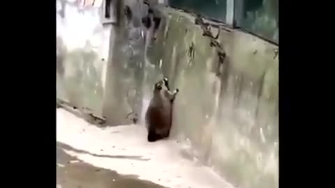 Fat raccoon