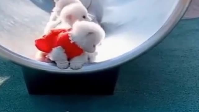 Cute Dogs on slide - Funny and cute dogs