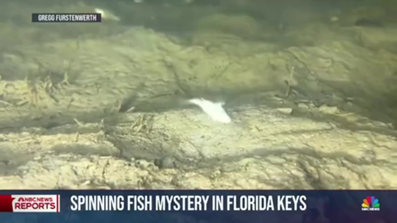 Spinning Fish Mystery In The Florida Keys
