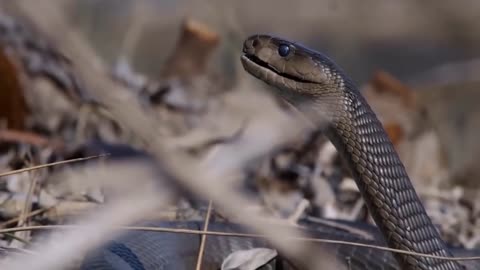 DEADLY FIGHT BETWEEN MONGOOSE VS COBRA