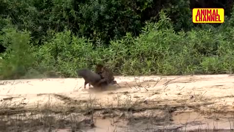 The JAGUAR, The Strongest Capybara, Pig, and Other Animals